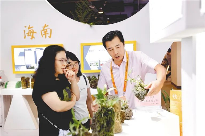 海南馆工作人员向观众介绍长在火山岩石上的石斛。海南日报记者 韦茂金 摄