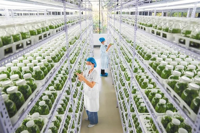 在施茶村的胜嵘石斛园生物组培研发中心，工作人员观察石斛种苗生长情况。海南日报记者 武威 摄