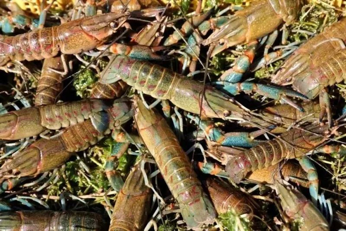 ▲吴志友池塘里养殖的澳洲淡水龙虾长势良好。麦盖提县融媒体中心供图