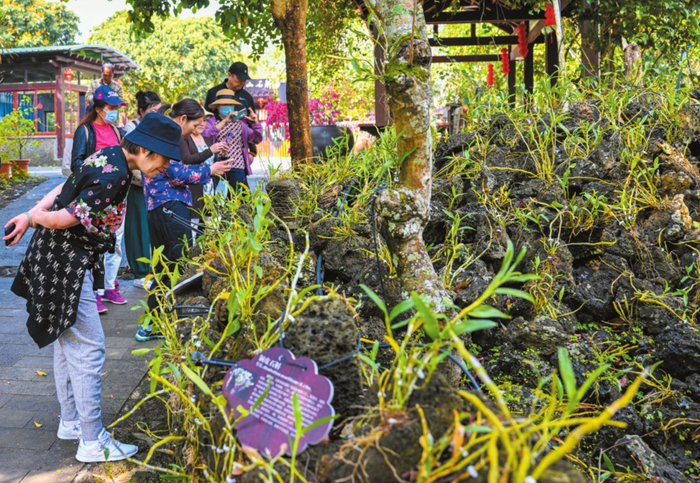 海口施茶村火山石斛园前来踏青赏景的游客络绎不绝