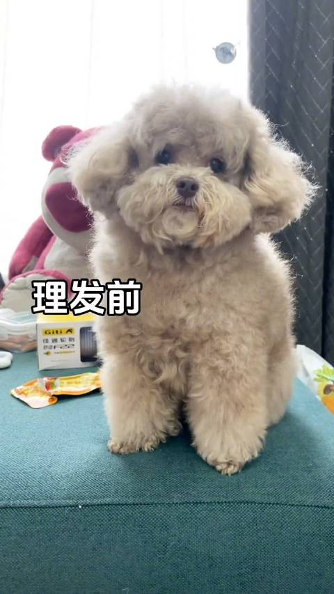 泰迪爆改小羊肖恩