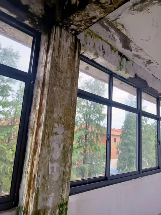 赵丽家里墙壁上爬满墨绿色霉斑