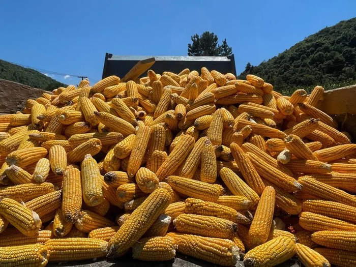 遵义桐梓大豆玉米带状复合种植迎来双丰收