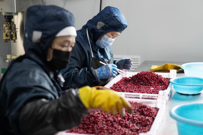 3月15日，在大兴安岭益康野生食品加工有限公司生产车间内，工人在筛选野生蔓越莓。&nbsp;新华社记者 张涛 摄