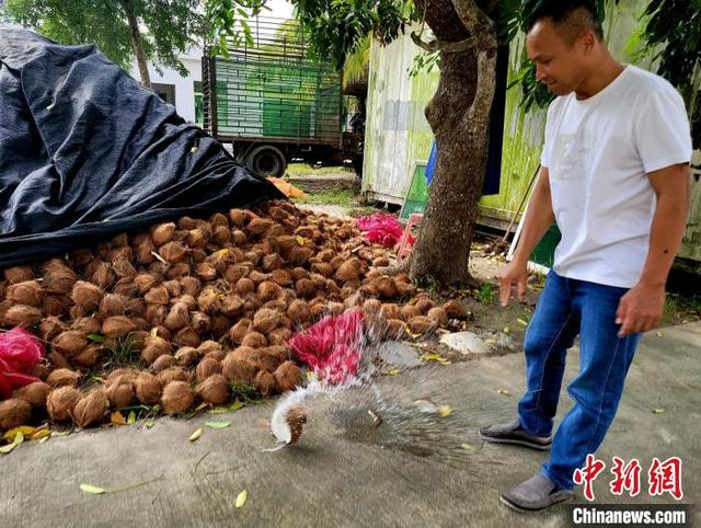 陈在能摔开一个毛椰，椰壳内的老椰水迸出。中新网记者 王晓斌 摄