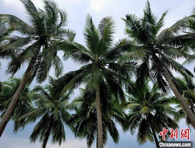 图为椰子树。中新网记者 王晓斌 摄