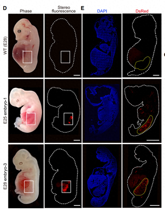 胚胎内的人源化肾细胞（红色荧光）与野生型猪胚胎对比。图片来源：论文
