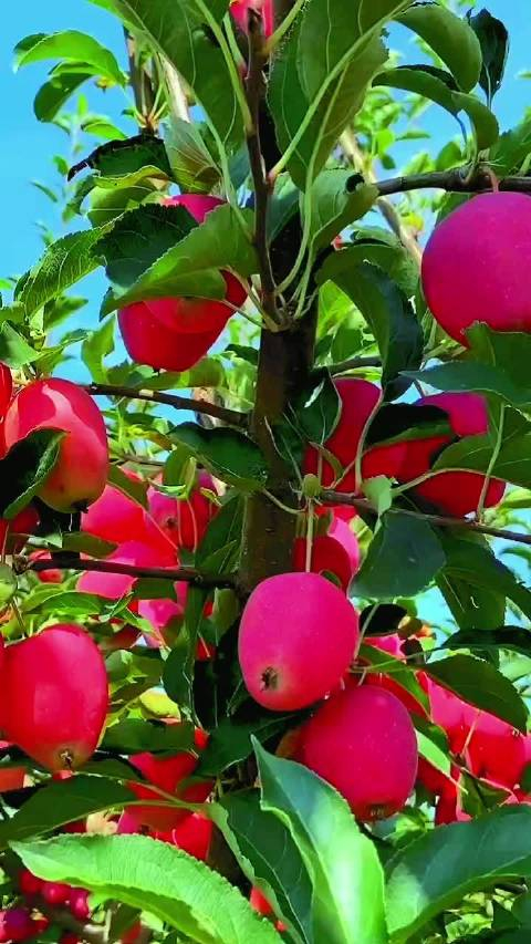 延安的小苹果熟了.俗称鸡心果,学名锦绣海棠_手机新浪网