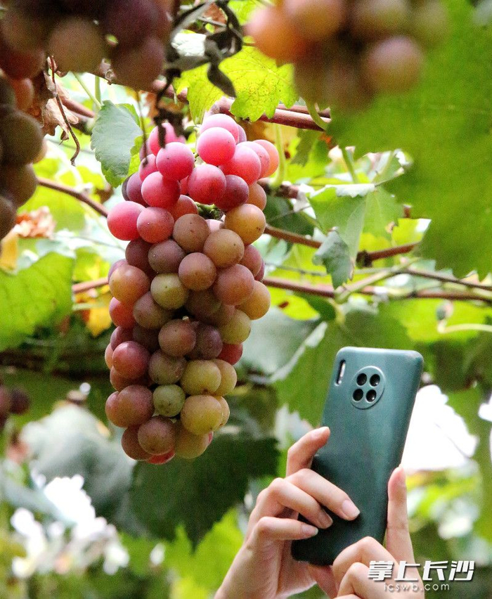 组图|百亩葡萄果正甜__财经头条