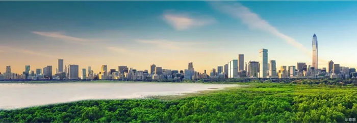 ▲红树林美景。图源：金地环湾城