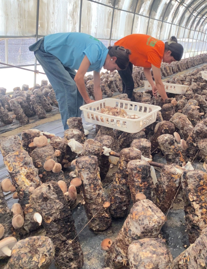 维吾尔族妇女正在采摘蘑菇 科技日报记者 周倩莹 摄