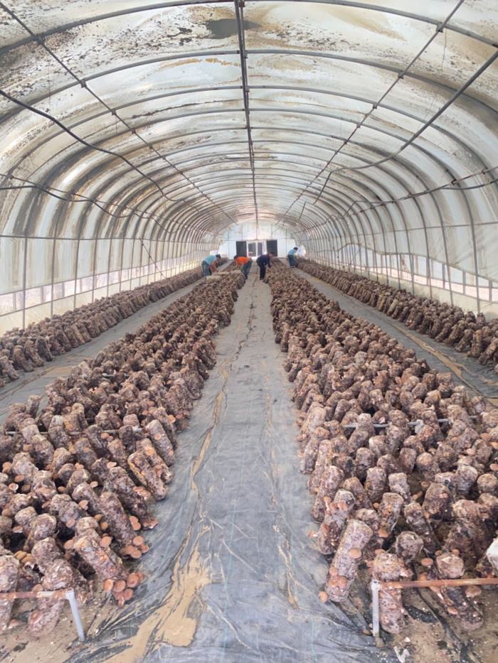 新疆和田市昆仑生物科技有限公司的香菇种植大棚 科技日报记者 周倩莹 摄