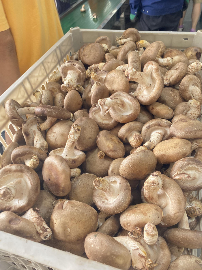 刚采摘出来的香菇 科技日报记者 周倩莹 摄
