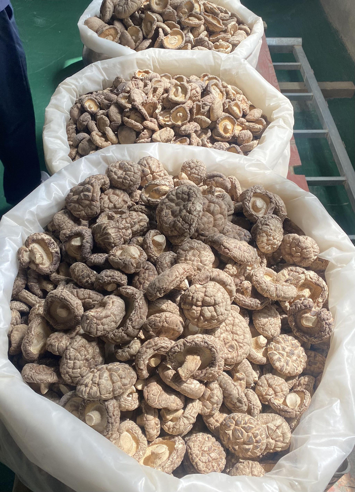  脱水后的干香菇 科技日报记者 周倩莹 摄