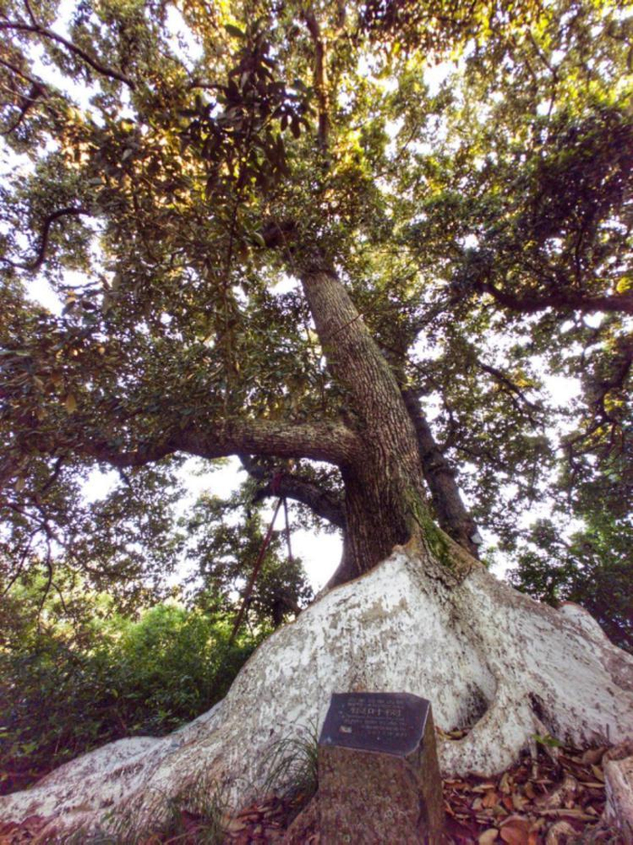 深圳坝光古银叶树群入选全国"100个最美古树群"|古树群|叶树群|古银