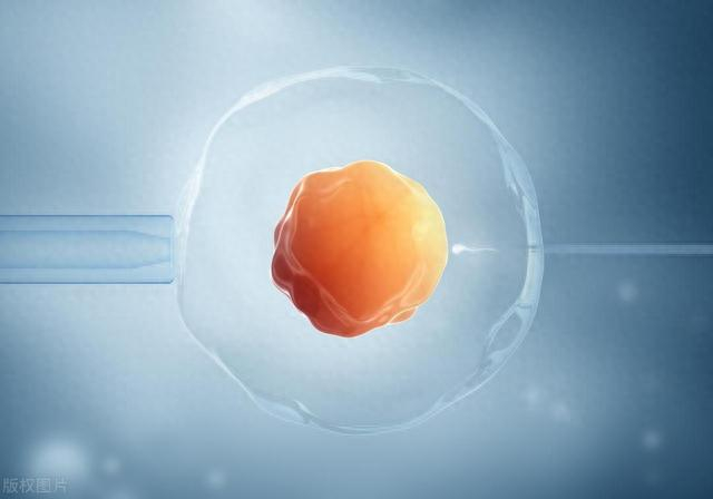 排卵|卵子|女性_新浪新闻