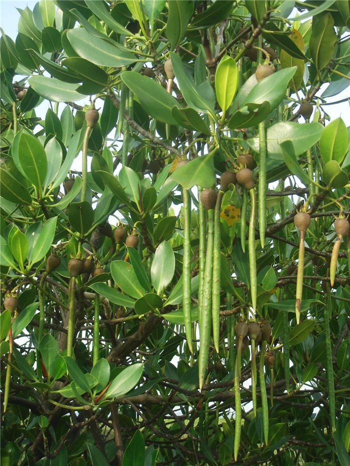 揭秘红树林神奇的“植”场生活|湿地|生物|张春霞|植物|胎生_新浪新闻