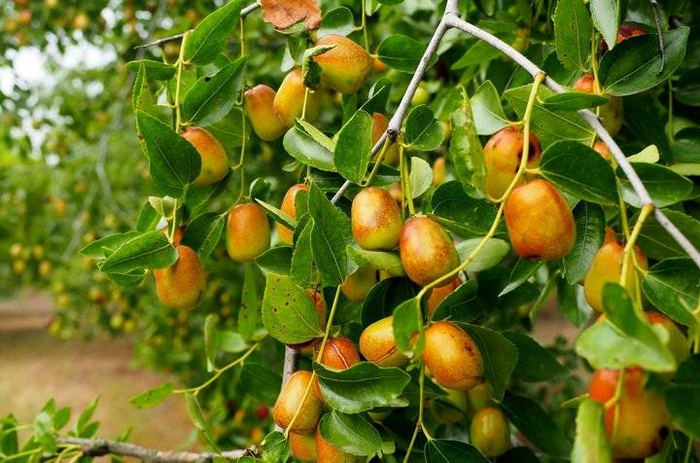 山东乐陵金丝小枣红了,又脆又甜,国庆节采摘最好|山东省|德州市_新浪