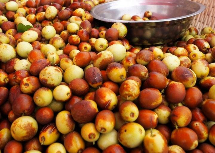 山东乐陵金丝小枣红了,又脆又甜,国庆节采摘最好|山东省|德州市_新浪