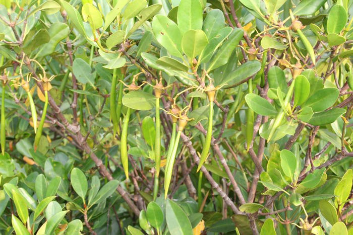 揭秘红树林神奇的“植”场生活|生物|张春霞|湿地|植物|胎生_新浪新闻