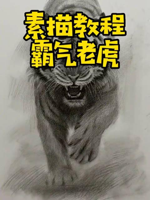 老虎素描画法步骤图片图片