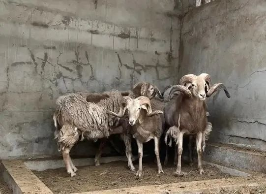 甘肃育种科技羊——"盘欧羊"|甘肃省|欧拉_新浪新闻
