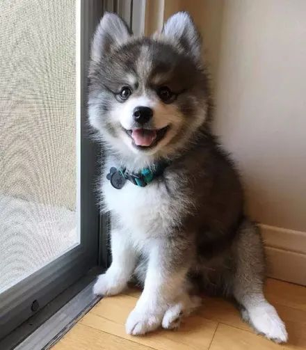 网友晒出哈士奇和博美的混血狗子,这简直能把人给萌死,厉害了!