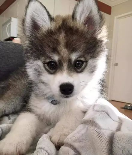 网友晒出哈士奇和博美的混血狗子,这简直能把人给萌死,厉害了!