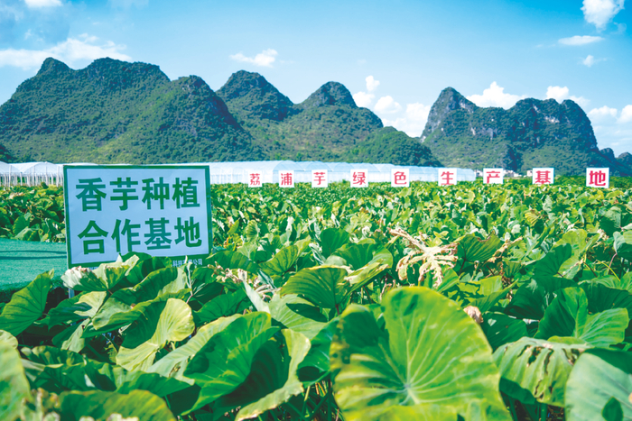 ▲喜茶广西共建芋头基地 （品牌方供图）