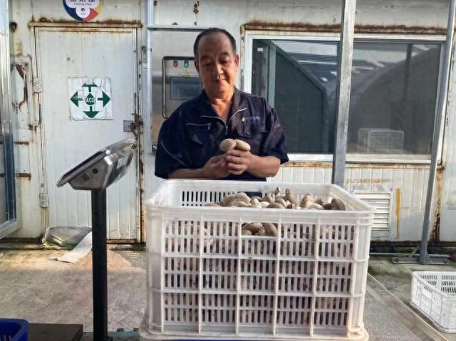 七河村村民王焕滨正在查看刚采摘的香菇，他是七河生物最早一批走出国门的“洋教头”。姚媛 摄