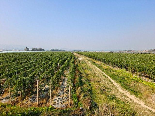 年产量达34万吨芒市百香果种植面积突破36万亩