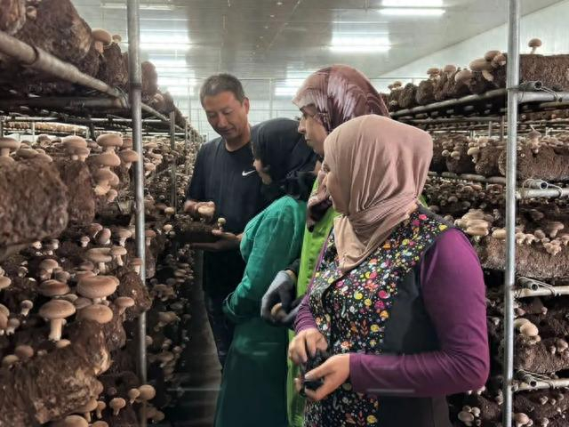 尚勇正在出菇大棚中向工人们传授出菇技术。资料图