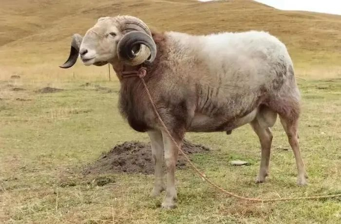 甘肃育种科技羊——"盘欧羊"|甘肃省|欧拉_新浪新闻