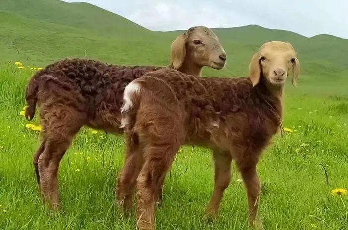 甘肃育种科技羊——"盘欧羊"|甘肃省|欧拉_新浪新闻