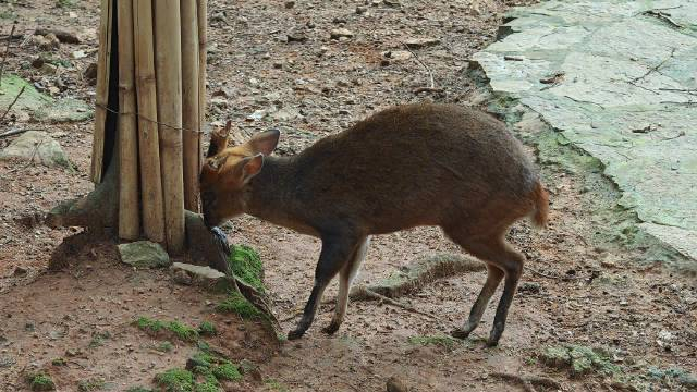 小麂脸上的气味腺是这么用的
