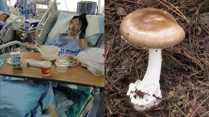 一家7口吃自采野生蘑菇中毒2人死亡2人进icu疑为假褐云斑鹅膏