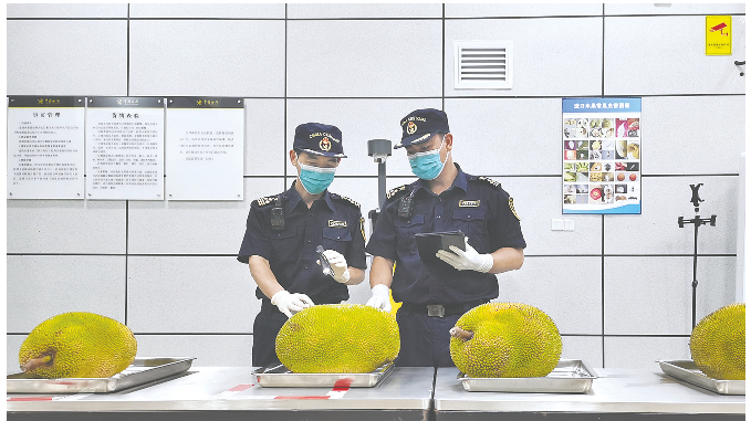 南宁吴圩机场海关关员对马来西亚进境菠萝蜜进行检疫查验。 （韦宏强 摄）