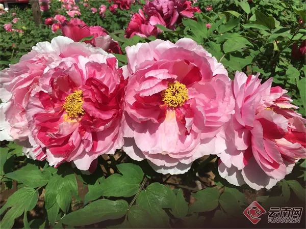 狮子山牡丹花 姚万春 摄