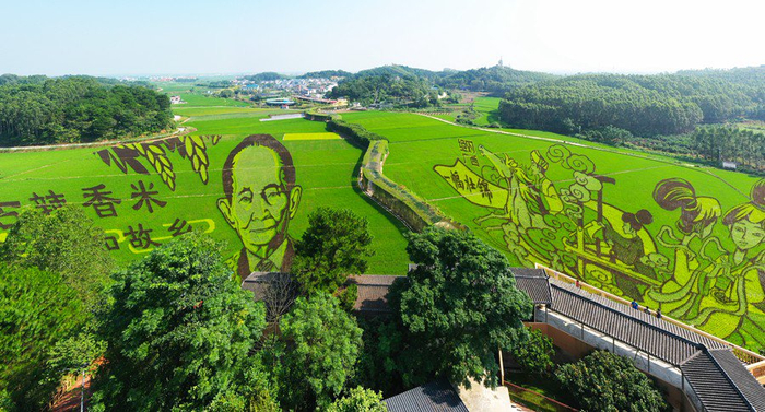 时令画布再上新宾阳县古辣镇大陆村稻田画一幅壮锦逐渐进入最佳观赏期