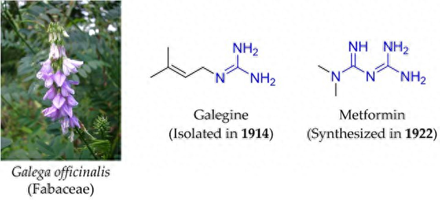 生物刺激输出线怎么连哈佛:二甲双胍刺激产生醚酯类分子,延缓衰老,延长寿命_新闻资讯_第7张_活检穿刺产品网 生物刺激输出线怎么连哈佛:二甲双胍刺激产生醚酯类分子,延缓衰老,延长寿命_https://www.jmylbn.com_新闻资讯_第7张