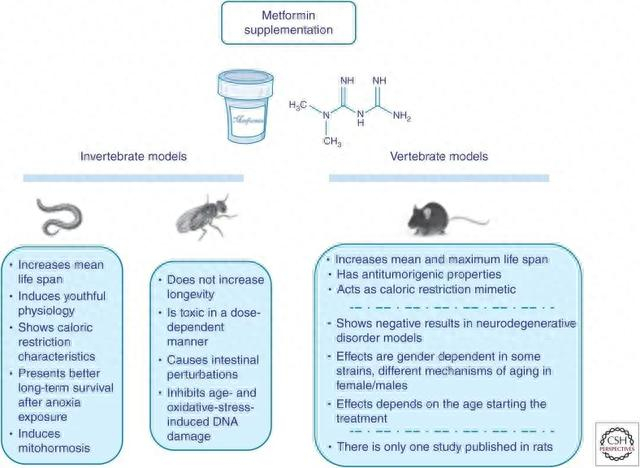 生物刺激输出线怎么连哈佛:二甲双胍刺激产生醚酯类分子,延缓衰老,延长寿命_新闻资讯_第8张_活检穿刺产品网 生物刺激输出线怎么连哈佛:二甲双胍刺激产生醚酯类分子,延缓衰老,延长寿命_https://www.jmylbn.com_新闻资讯_第8张