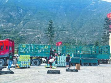 汶川青红脆李正装车将发往浙江。 浙江省长兴县驻汶川县帮扶工作队供图