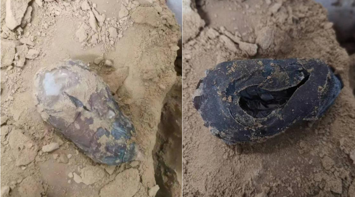 实验室诱导非洲肺鱼夏眠。受访者供图