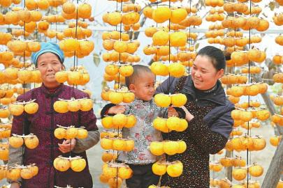 村民晒柿子，做柿饼。 周琳 摄