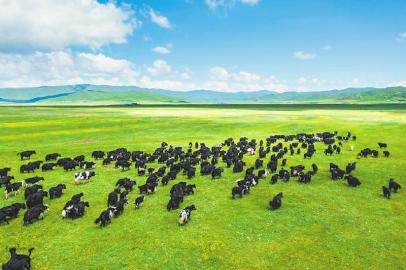 浙江、阿坝两地同期举办了“我有一头牦牛 养在阿坝州”公益认养活动。 杜杰 摄