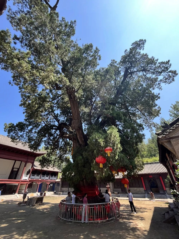 渑池县3700年树龄的"黛眉周柏"入选全国"双百"古树|古树群|黛眉山