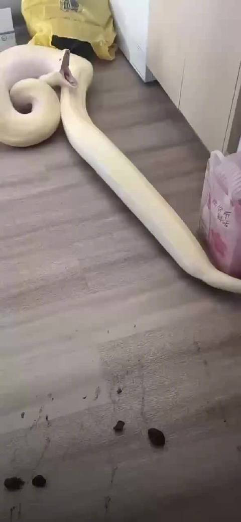 原来蛇是这样拉粑粑的