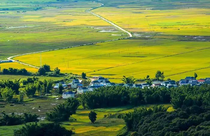 田园景色 勐海县文化和旅游局供图下一步,勐海县将持续做好"茶"文章