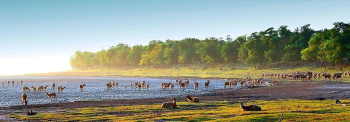 　　盐城市大丰麋鹿国家级自然保护区的野生麋鹿（2023年8月21日摄）杨磊摄 / 本刊