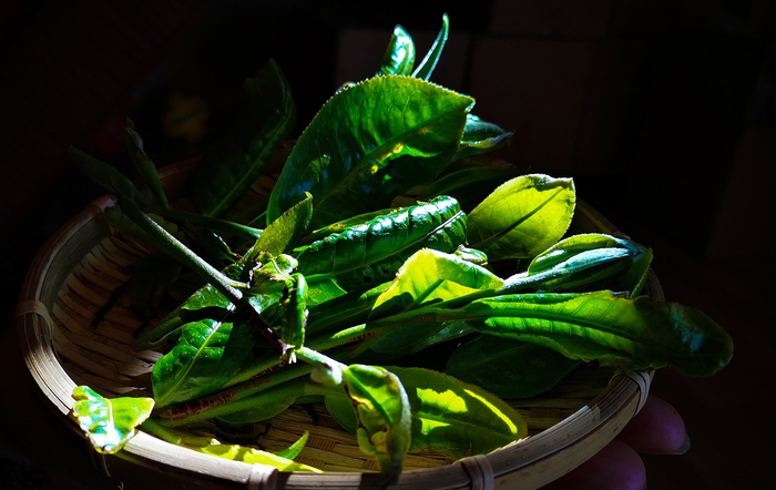 2019年2月26日，云南普洱，景迈山，古茶树茶叶